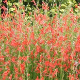 Pineleaf Penstemon